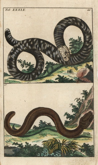 Black And White Worm Lizard And Guayaquil Caecilian Poster Print By ® Florilegius / Mary Evans - Item # VARMEL10941759