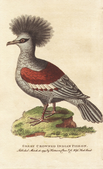 Western Crowned Pigeon  Goura Coronata Poster Print By ® Florilegius / Mary Evans - Item # VARMEL10937882
