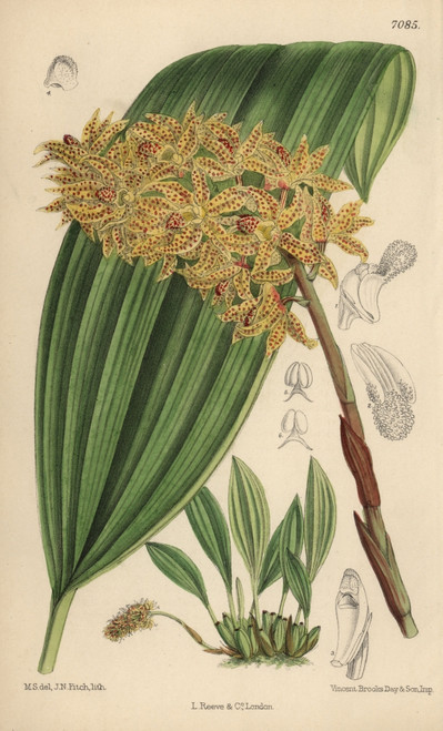 Xylobium Leontoglossum  Spotted Orchid Nativeà Poster Print By ® Florilegius / Mary Evans - Item # VARMEL10935160