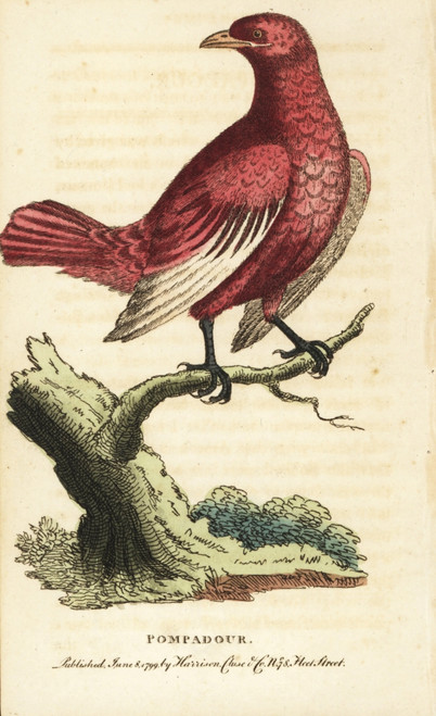 Pompadour Cotinga  Xipholena Punicea Poster Print By ® Florilegius / Mary Evans - Item # VARMEL10937867