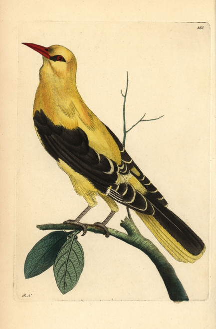 Golden Oriole  Oriolus Oriolus Poster Print By ® Florilegius / Mary Evans - Item # VARMEL10940410