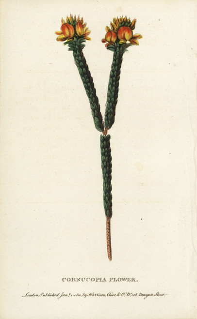 Cornucopia Flower Poster Print By ® Florilegius / Mary Evans - Item # VARMEL10937816 Cornucopia Flower Poster Print By ® Florilegius / Mary Evans - Item # VARMEL10937816