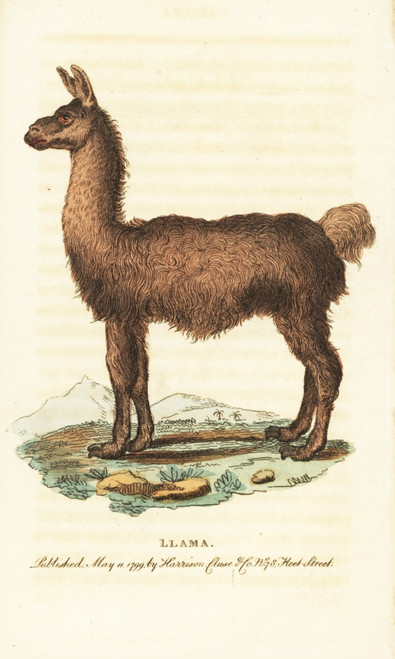 Llama  Lama Glama Poster Print By ® Florilegius / Mary Evans - Item # VARMEL10937947