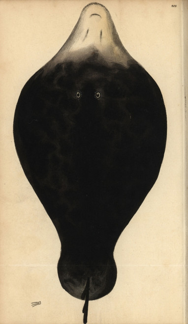 Coffin Ray  Hypnos Monopterygius Poster Print By ® Florilegius / Mary Evans - Item # VARMEL10940326