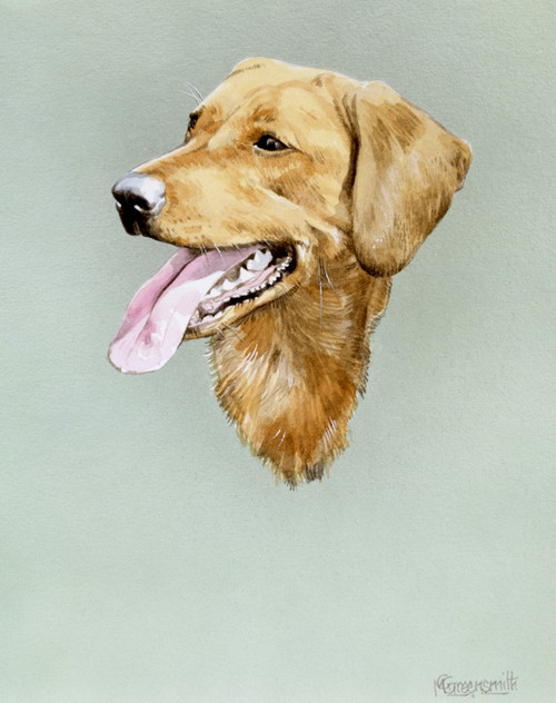 Portrait Of A Golden Labrador Poster Print By Malcolm Greensmith ® Adrian Bradbury/Mary Evans - Item # VARMEL10271172