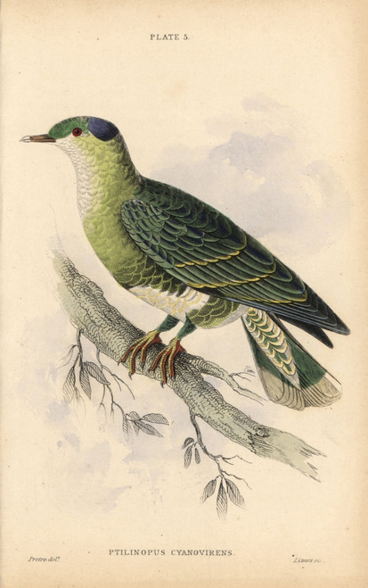 Blue And Green Turteline  Ptilinopus Cyano-Virens Poster Print By ® Florilegius / Mary Evans - Item # VARMEL10938849