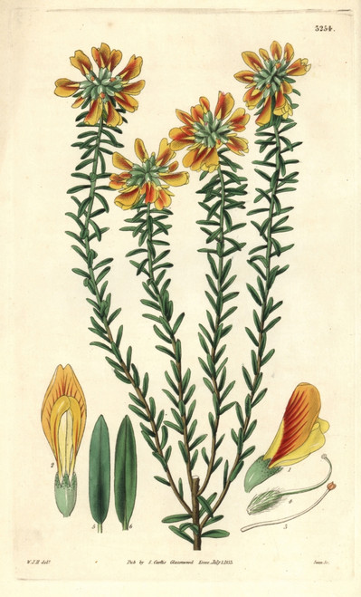 Subumbellate Pultanaea  Pultanaea Subumbellataà Poster Print By ® Florilegius / Mary Evans - Item # VARMEL10935003
