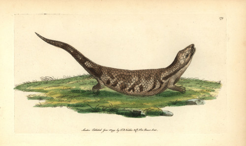 Eastern Blue-Tongued Lizard  Tiliqua Scincoides Scincoides Poster Print By ® Florilegius / Mary Evans - Item # VARMEL10940303