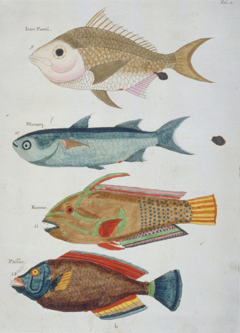 Colourful Illustration Of Four Fish Poster Print By Mary Evans / Natural History Museum - Item # VARMEL10708214