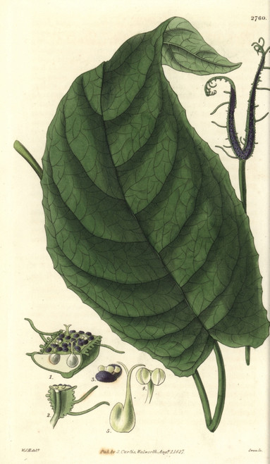 Dorstenia Ceratosanthes  Cleft Dorstenia  Withà Poster Print By ® Florilegius / Mary Evans - Item # VARMEL10934913