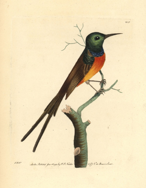 Orange-Breasted Sunbird  Anthobaphes Violacea Poster Print By ® Florilegius / Mary Evans - Item # VARMEL10940334