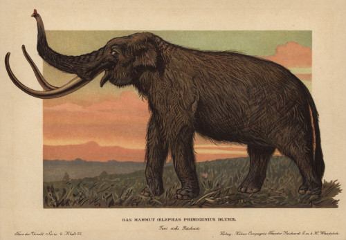 Woolly Mammoth  Mammuthus Primigenius  Elephasà Poster Print By ® Florilegius / Mary Evans - Item # VARMEL10937676
