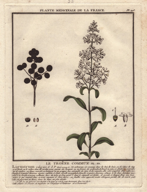 Wild Privet  Ligustrum Vulgare Poster Print By ® Florilegius / Mary Evans - Item # VARMEL10935835