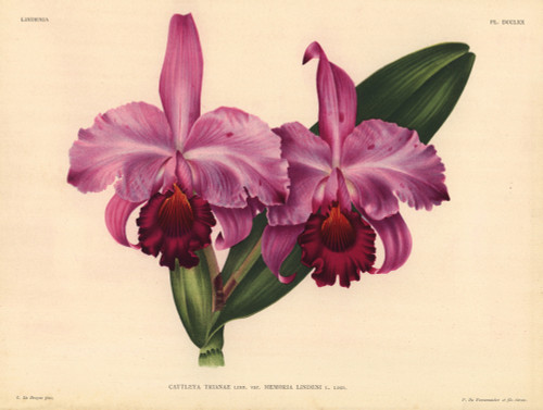 Cattleya Trianae Lind Var Memoria Lindeni Hybrid Orchid Poster Print By ® Florilegius / Mary Evans - Item # VARMEL10939340