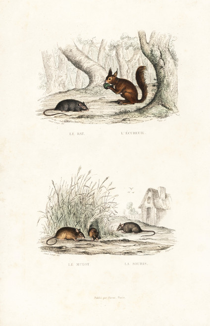 Brown Rat  Red Squirrel  And Wood Mouse Poster Print By ® Florilegius / Mary Evans - Item # VARMEL10935754