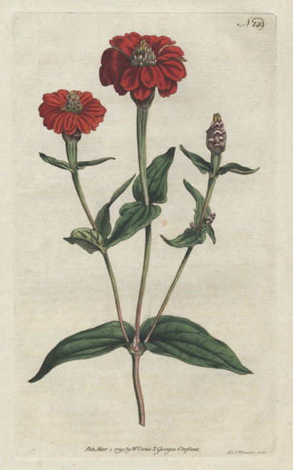 Peruvian Zinnia  Zinnia Peruviana Poster Print By ® Florilegius / Mary Evans - Item # VARMEL10934847