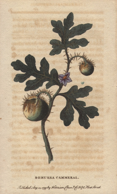 Potato Apple Fruit Or Bomurra Cammerral  Solanum Sp? Poster Print By ® Florilegius / Mary Evans - Item # VARMEL10940985