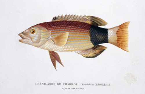 Wrasse Poster Print By Mary Evans / Natural History Museum - Item # VARMEL10708878