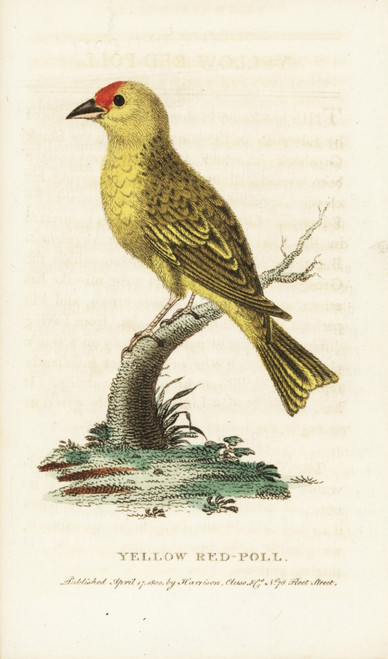 American Yellow Warbler  Setophaga Petechia Poster Print By ® Florilegius / Mary Evans - Item # VARMEL10937781