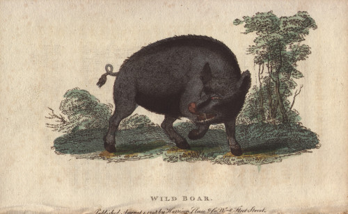 Wild Boar  Sus Scrofa Poster Print By ® Florilegius / Mary Evans - Item # VARMEL10940966