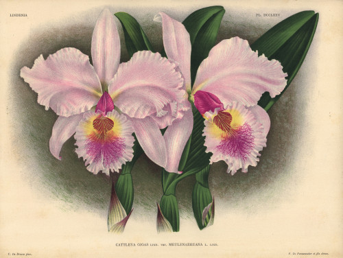 Meulenaereana Variety Of Cattleya Gigas  Lindà Poster Print By ® Florilegius / Mary Evans - Item # VARMEL10939345