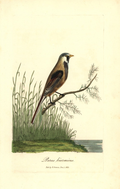 Bearded Reedling  Panurus Biarmicus Poster Print By ® Florilegius / Mary Evans - Item # VARMEL10937312