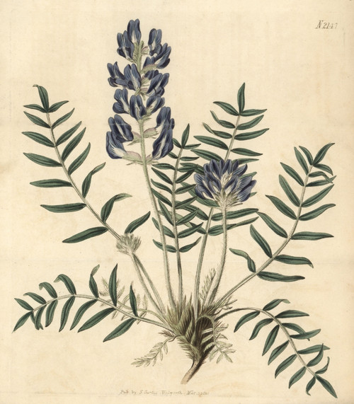 Lambert'S Oxytropis  Oxytropis Lamberti Poster Print By ® Florilegius / Mary Evans - Item # VARMEL10936019