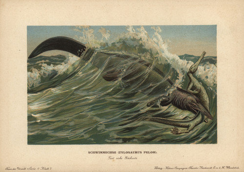 Tylosaurus Pelor  A Type Of Mosasaur  A Largeà Poster Print By ® Florilegius / Mary Evans - Item # VARMEL10937777