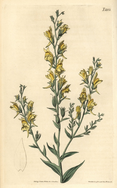 Tall Broom-Like Toad Flax  Linaria Genistifolia Var Procera Poster Print By ® Florilegius / Mary Evans - Item # VARMEL10936044