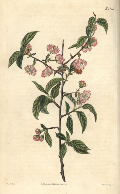 Double Dwarf Almond  Amygdalus Pumila Poster Print By ® Florilegius / Mary Evans - Item # VARMEL10936038