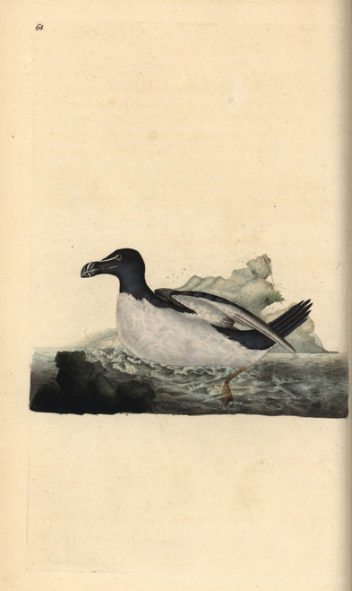 Razorbill  Alca Torda Poster Print By ® Florilegius / Mary Evans - Item # VARMEL10936376