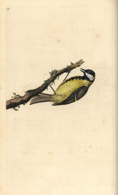 Great Tit  Parus Major Poster Print By ® Florilegius / Mary Evans - Item # VARMEL10936381