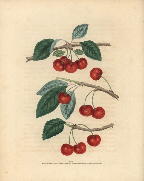 Cherry Varieties  Prunus Avium Poster Print By ® Florilegius / Mary Evans - Item # VARMEL10935726