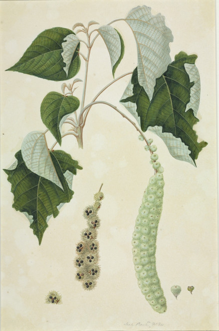 Mallotus Sp. Poster Print By Mary Evans / Natural History Museum - Item # VARMEL10707185