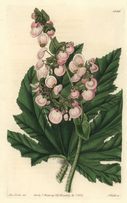Parsnip-Leaved Or Starleaf Begonia  Begonia Heracleifolia Poster Print By ® Florilegius / Mary Evans - Item # VARMEL10935199