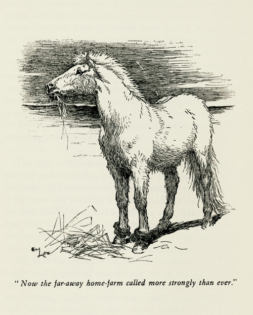 Illustration By Cecil Aldin  The Wild Horses Of Iceland Poster Print By Mary Evans Picture Library - Item # VARMEL10982177