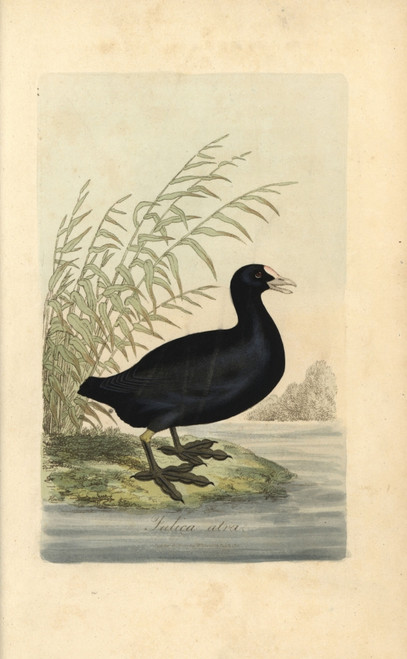 Common Coot  Fulica Atra Poster Print By ® Florilegius / Mary Evans - Item # VARMEL10937379