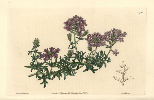 Mock Vervain  Glandularia Laciniata Poster Print By ® Florilegius / Mary Evans - Item # VARMEL10935293