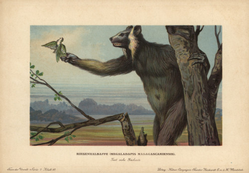 Megaladapis Madagascariensis  Koala Lemurà Poster Print By ® Florilegius / Mary Evans - Item # VARMEL10937662