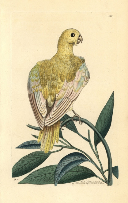 Blue Parakeet  Psittacus Pallidus  Extinctà Poster Print By ® Florilegius / Mary Evans - Item # VARMEL10940383