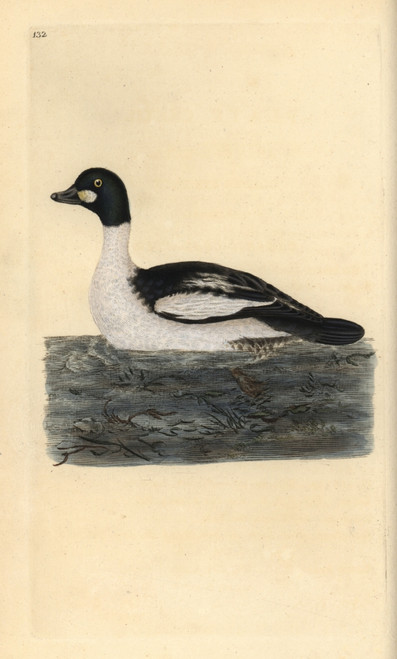 Common Goldeneye  Bucephala Clangula Poster Print By ® Florilegius / Mary Evans - Item # VARMEL10936249