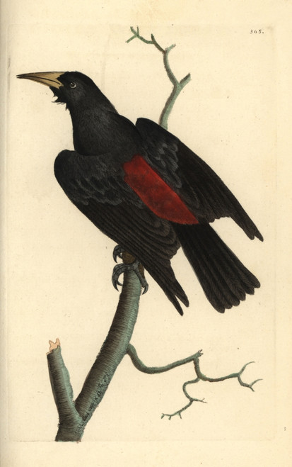 Red-Rumped Cacique  Cacicus Haemorrhous Poster Print By ® Florilegius / Mary Evans - Item # VARMEL10940490