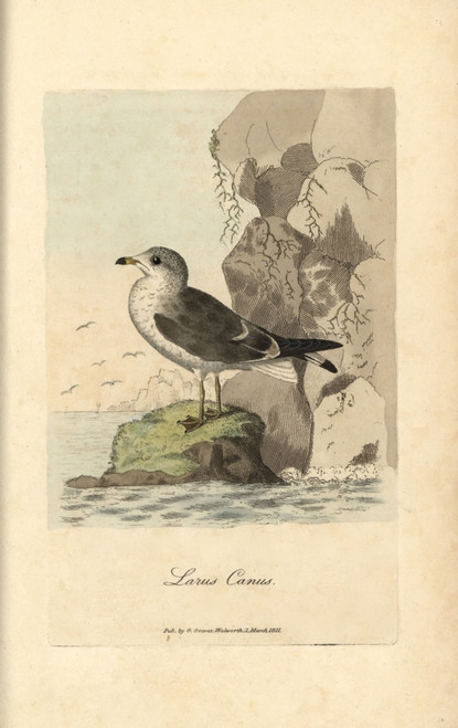 Seagull  Common Gull  Larus Canus Poster Print By ® Florilegius / Mary Evans - Item # VARMEL10937384