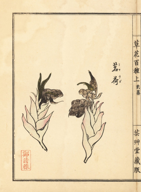Japanese Ginger  Zingiber Mioga Poster Print By ® Florilegius / Mary Evans - Item # VARMEL10938743