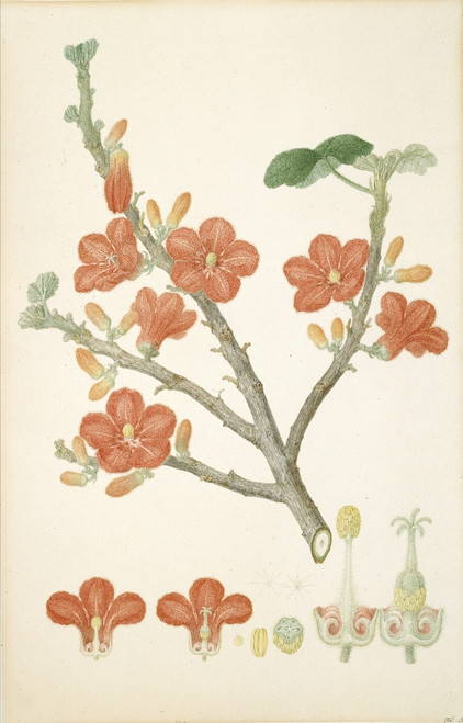 Brachychiton Paradoxus  Red-Flowered Kurrajong Poster Print By Mary Evans / Natural History Museum - Item # VARMEL10709173