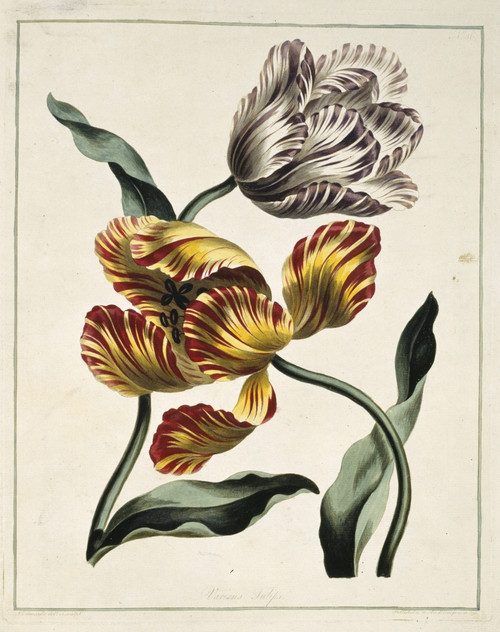 Tulipa Sp  Various Tulips Poster Print By Mary Evans / Natural History Museum - Item # VARMEL10712381