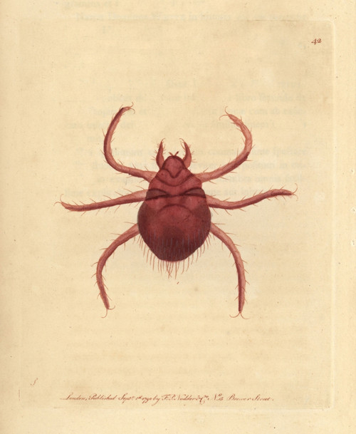 Autumnal Acarus Or Harvest-Bug  Acarus Autumnalis Poster Print By ® Florilegius / Mary Evans - Item # VARMEL10940864