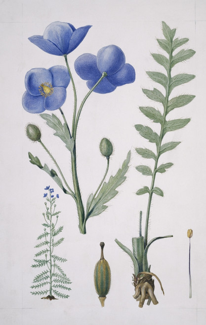 Meconopsis Napaulensis  Blue Poppy Poster Print By Mary Evans / Natural History Museum - Item # VARMEL10711237