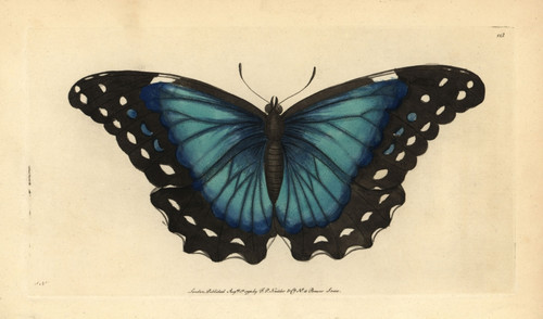 Menelaus Blue Morpho  Morpho Menelaus Poster Print By ® Florilegius / Mary Evans - Item # VARMEL10940239