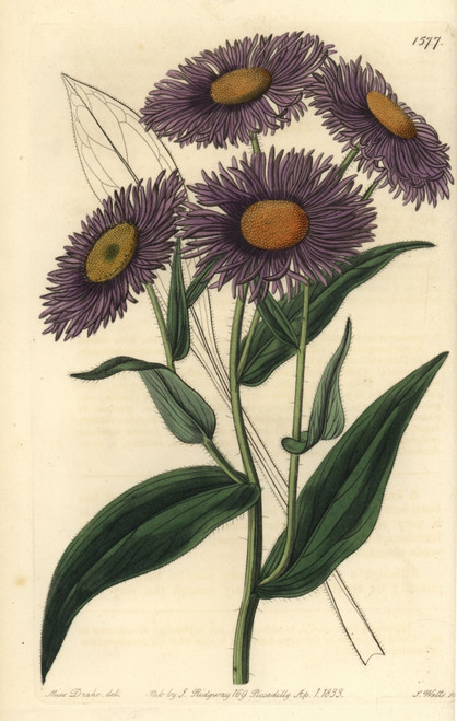 Aspen Fleabane  Erigeron Speciosus Poster Print By ® Florilegius / Mary Evans - Item # VARMEL10940081
